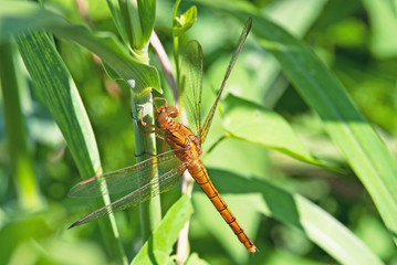 libellula sopra una pianta
