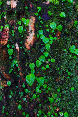 small plant growing on bark