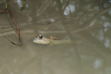 Mudskipper Fish