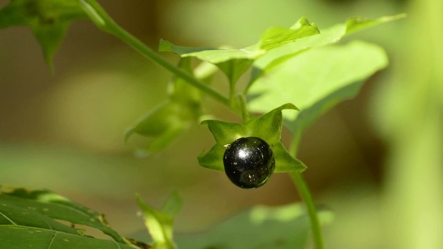Tollkirsche, Atropa belladonna, Beere, t&ouml;dliche Heilpflanze