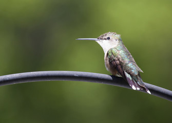 Hummingbird perched