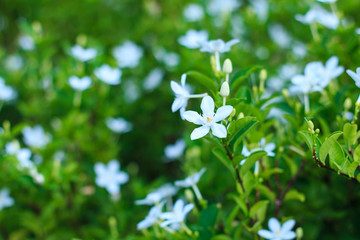 Beautiful of white flower in garden, selective focus