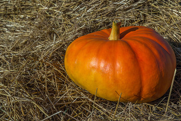 pumpkin in the hay