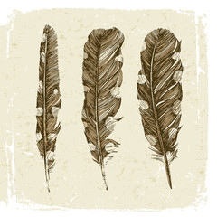 Hand drawn dotted feathers in vintage style