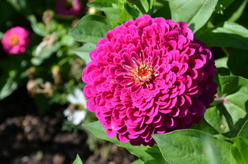 Zinnie gefüllt mit Textfreiraum