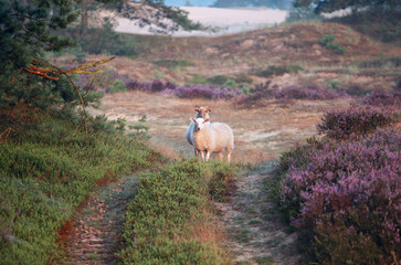 owce na wydmach z kwitnącym wrzosem rano - 89905969