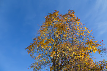 Golden Autumn tree Latvia