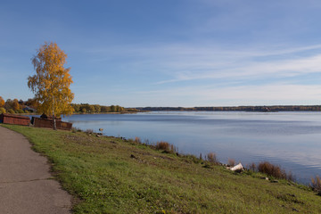 Golden Autumn tree Latvia