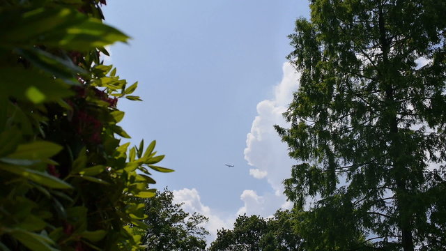 Between a bush and a big tree a plane is flying by on a sunny day. 