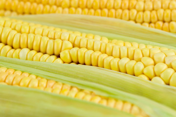 fresh ripe corn cobs, macro