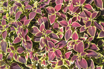 Floral of Coleus (Painted Nettle) plant as background