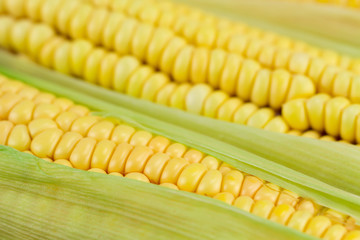fresh ripe corn cobs, macro