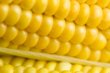 fresh ripe corn cobs, macro
