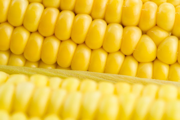 fresh ripe corn cobs, macro