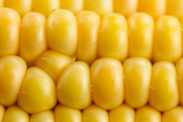 fresh ripe corn cobs, macro