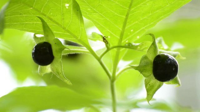 Tollkirsche, Atropa belladonna, Beere, t&ouml;dliche Heilpflanze