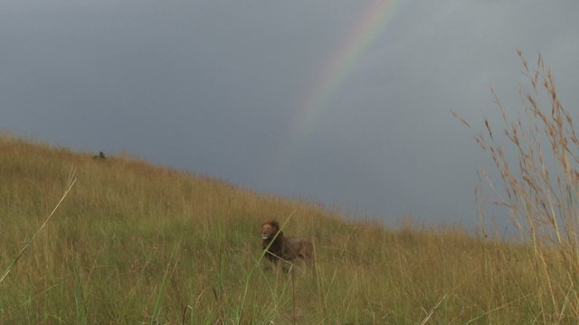  A lion sitting under the rainbow.