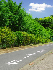 Fototapeta na wymiar カーブ注意の道と新緑風景