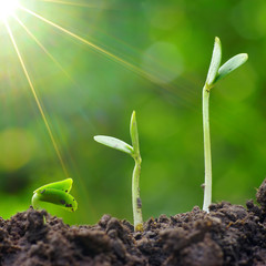 The growth of green plants. Growth concept and restart