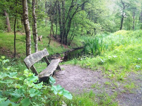 Einsame Bank im Wald 