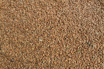 Фон изображение зерно
