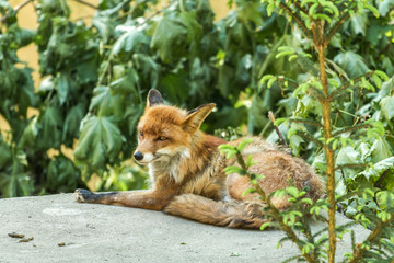 Nice fox