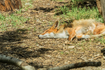 fox sleeping