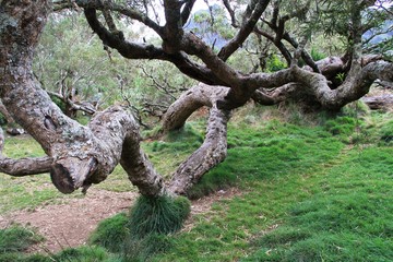 plaine des Tamarins, Mafate, La Réunion