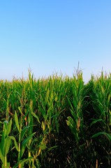 Fototapeta premium Corn field at summer twilight