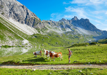 Hiker with cows in austrian alps