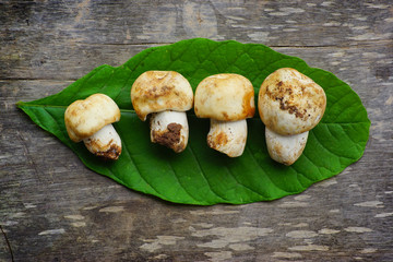 Fresh mushroom on wooden background