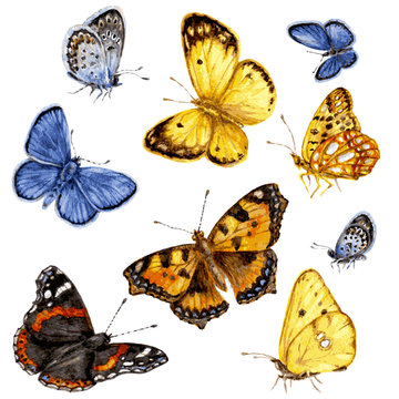 Colored butterflies set