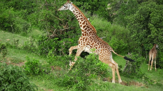 Wild Giraffes walking on green hills safari Masai Mara target camera. Kenya. Africa. Travel tourism adventure in wild savanna nature.