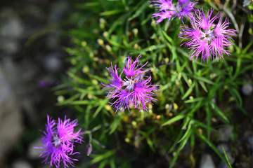 タカネナデシコ