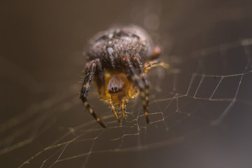 Spider close up