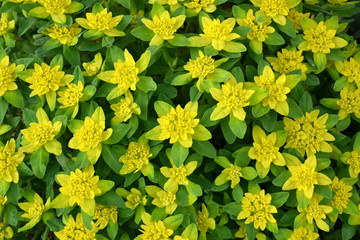 Cushion Spurge (Euphorbia epithymoides), a compact, clump-forming  herbaceous perennial in the family Euphorbiaceae.