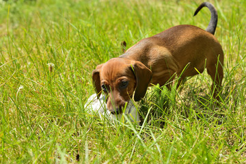 Dachshund puppy plays with shoe outside in grass