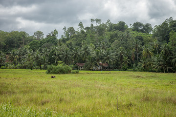 Маленькая деревушка на краю Джунгл