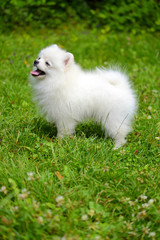 Naklejka na ściany i meble Small white puppy sitting on grass outside