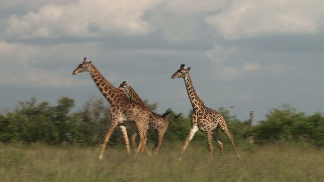 A giraffe running.