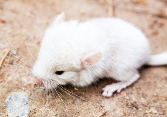 A little white baby chinchilla