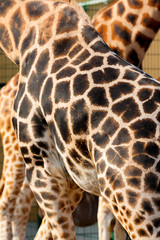 Photo showing a giraffe skin for a background