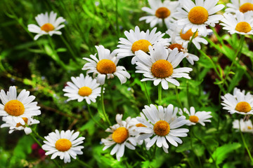 wild daisies on the beautiful green summer