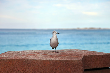 Seagull standing on a pier rock