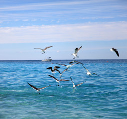 Fototapeta na wymiar Seagulls feeding on the water surface