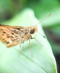 macro shot of dot yellow butterfly