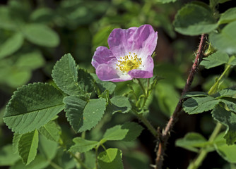 Obraz premium Opened flower of rosehips