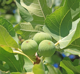 Figues de Crète