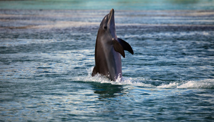 Cute dolphin jumping out of the blue water