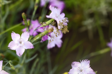 Garden carnation